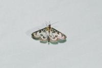Anania hortulata