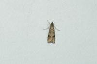 Nomophila noctuella