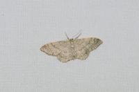 Idaea aversata