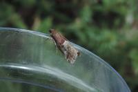 Acrobasis marmorea