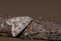 Acronicta aceris