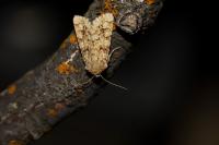 Hadena irregularis