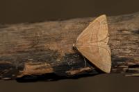 Hylaea fasciaria