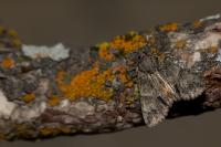Polyphaenis sericata