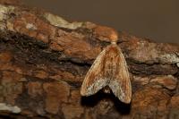 Ptilodon cucullina