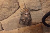 Acherontia atropos