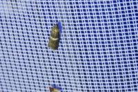 Elegia similella/atrifasciella