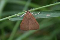 Uresiphita gilvata