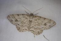 Ectropis crepuscularia