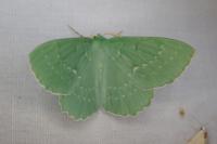 Geometra papilionaria