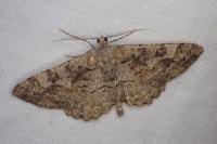 Alcis repandata