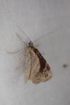 Xanthorhoe spadicearia/ferrugata