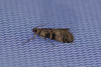 Euzophera pinguis