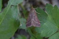 Synaphe punctalis
