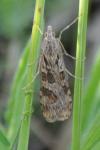 Nomophila noctuella