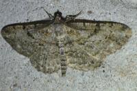 Peribatodes rhomboidaria rhomboidaria