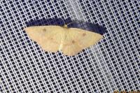 Cyclophora porata