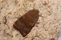 Noctua janthe/janthina