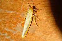 Manulea complana