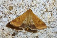Helicoverpa armigera
