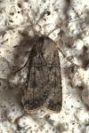 Agrotis segetum