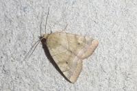Cosmia trapezina