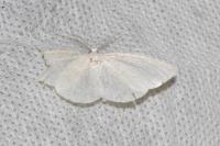 Cabera pusaria