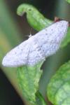 Idaea seriata