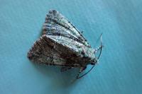 Polyphaenis sericata