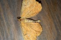 Angerona prunaria