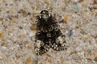 Craniophora ligustri