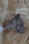 Mesapamea secalella/secalis