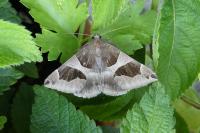 Dysgonia algira