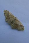 Idaea aversata