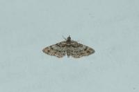 Gymnoscelis rufifasciata