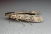 Homoeosoma sinuella