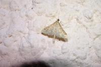 Dolicharthria punctalis