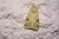 Heliothis peltigera