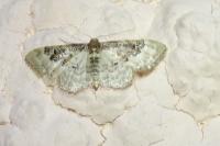 Idaea rusticata