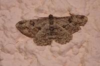 Peribatodes rhomboidaria rhomboidaria