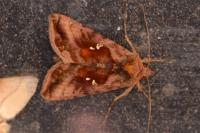 Autographa jota