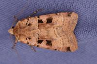 Xestia triangulum