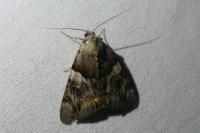 Catocala fulminea