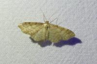 Idaea fuscovenosa