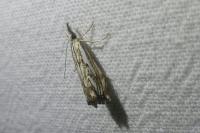 Catoptria falsella