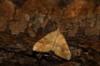 Cidaria fulvata