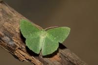 Geometra papilionaria