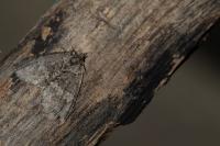Hydriomena impluviata impluviata