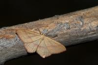 Rhodostrophia vibicaria