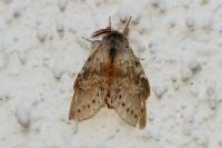Stauropus fagi